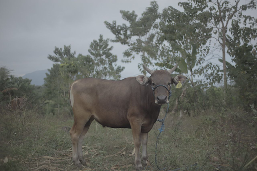 harga sapi kurban